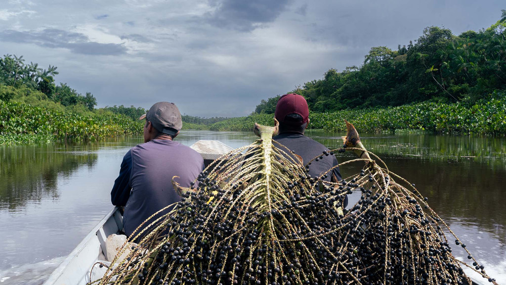 Los pueblos indígenas de Amapá, Brasil, construyen un modelo pionero de bioeconomía basado en la sostenibilidad, la preservación cultural y la autonomía económica.
